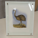 FRAMED FLIGHTLESS BIRD PIC