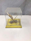 BUTTRFLY IN PLASTIC BOX