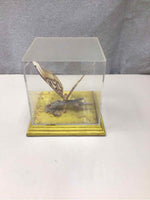 BUTTRFLY IN PLASTIC BOX