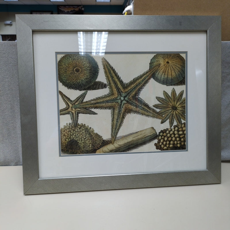 STARFISH BEACH THEME PIC