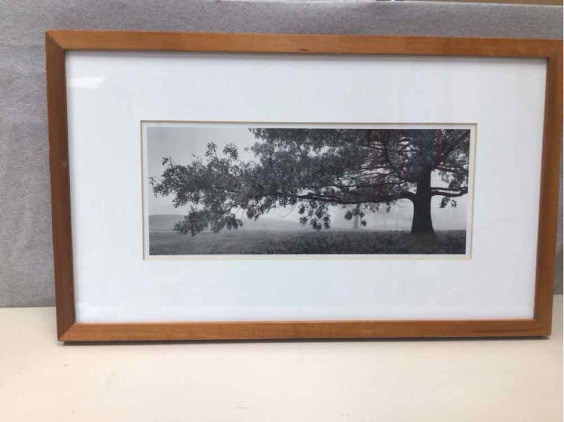 WOOD FRAME B/W TREE PIC
