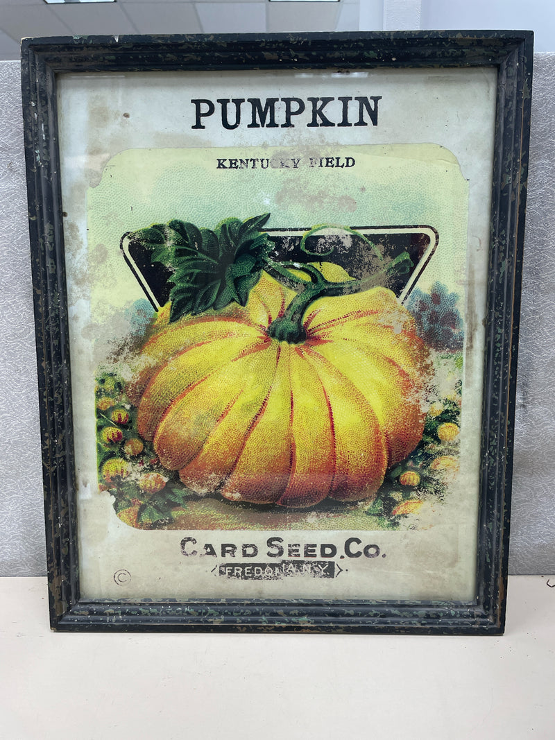 PUMPKIN KENTUCKY FIELD PIC
