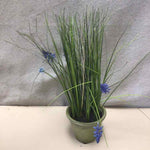LAVENDER IN TERRACOTTA