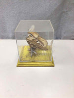 BUTTRFLY IN PLASTIC BOX
