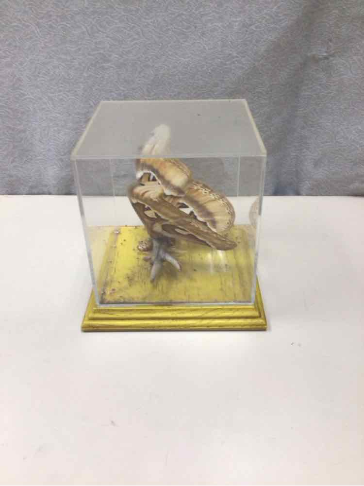 BUTTRFLY IN PLASTIC BOX