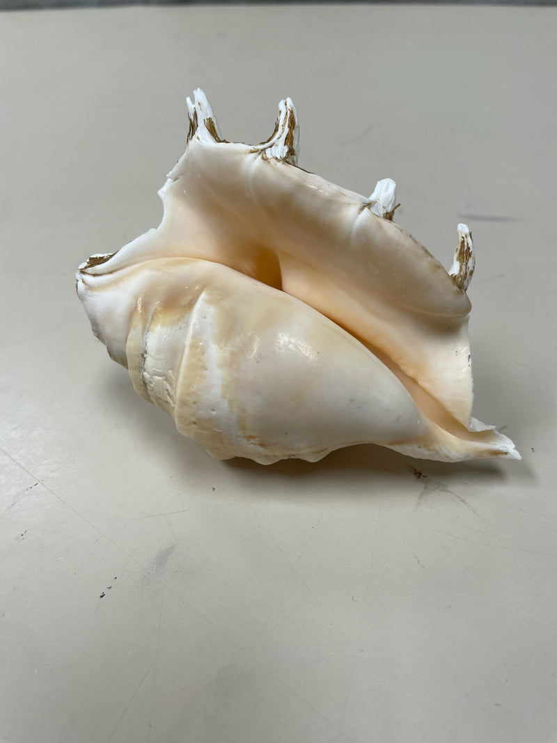 ASSOR SEASHELL