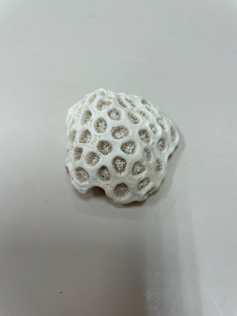 MISC LARGE CORAL