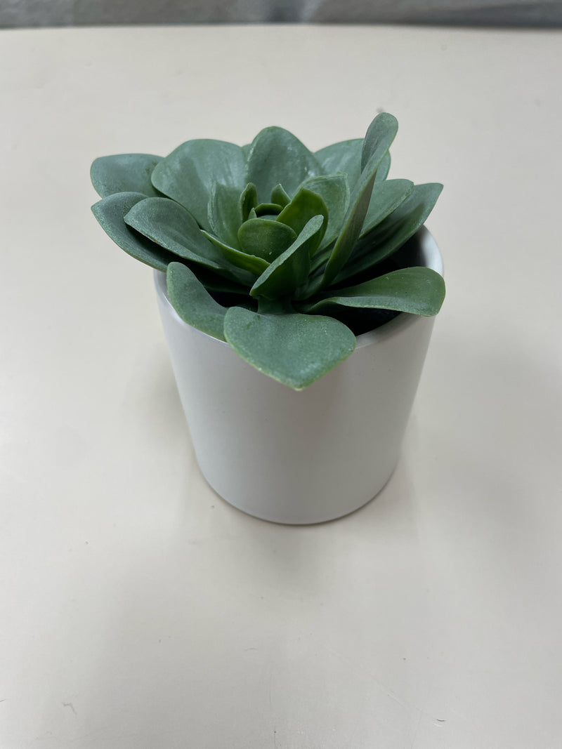 WHITE VASE W/SUCCULENT