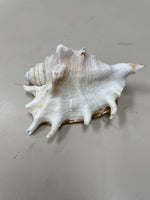 ASSOR SEASHELL