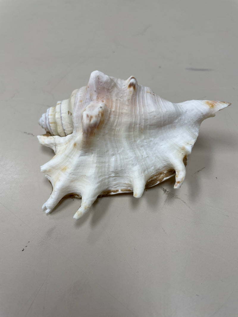 ASSOR SEASHELL