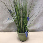 LAVENDER IN TERRACOTTA