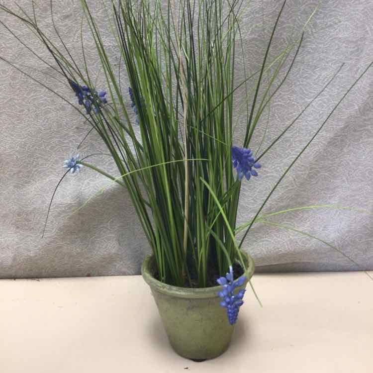 LAVENDER IN TERRACOTTA