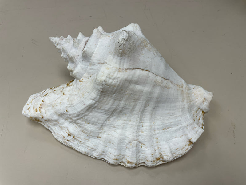 WHITE CONCH SHELL