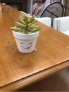 MINI PLANT IN SMILING POT