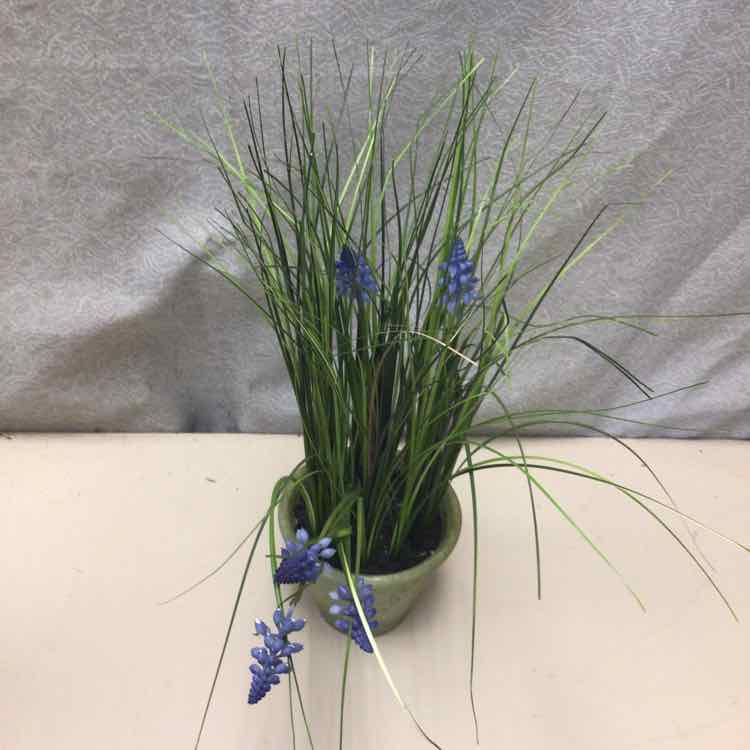 LAVENDER IN TERRACOTTA