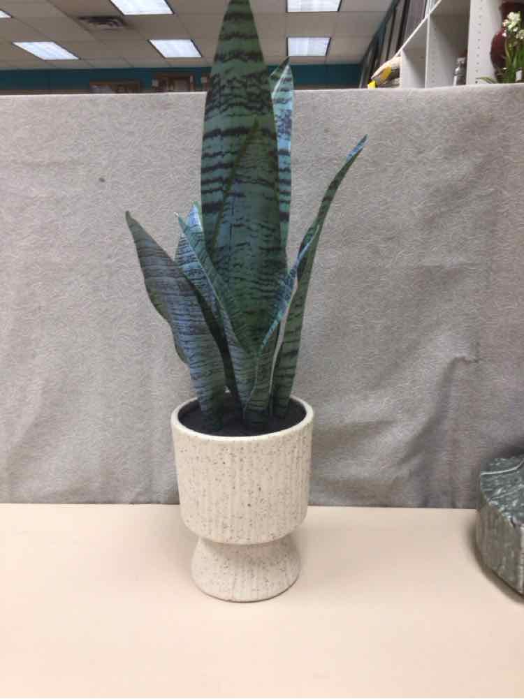 SNAKE PLANT IN WHITE POT