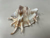 ASSOR SEASHELL
