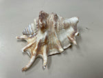 ASSOR SEASHELL