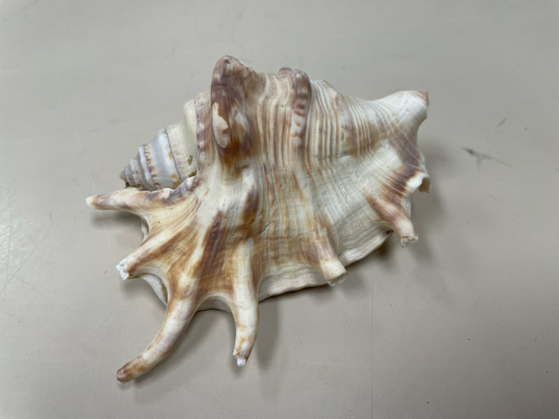 ASSOR SEASHELL