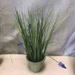 LAVENDER IN TERRACOTTA