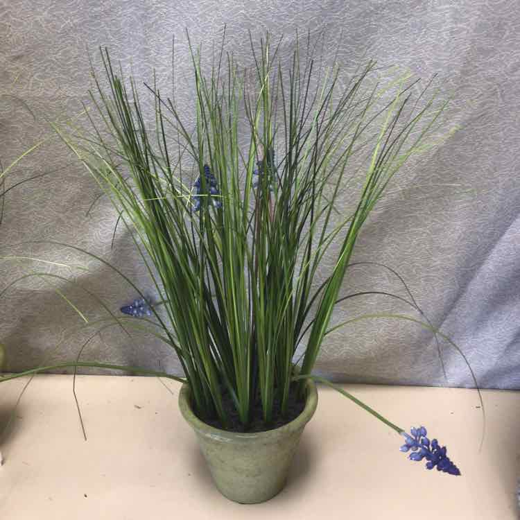LAVENDER IN TERRACOTTA