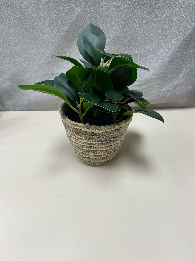 PLANT IN TAN WEAVE VASE