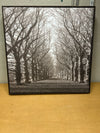 TREES ON PATH PIC