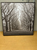 TREES ON PATH PIC