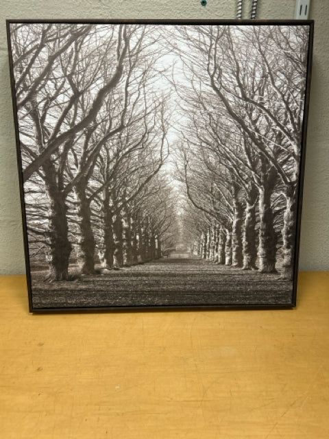 TREES ON PATH PIC