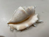 ASSOR SEASHELL