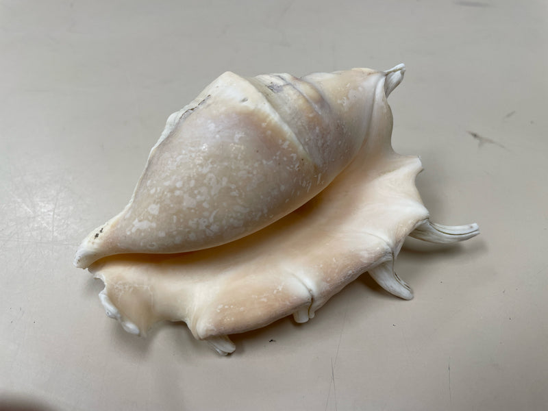 ASSOR SEASHELL