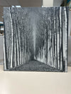 BLACK WHITE ROAD W/TREES PIC