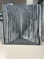 BLACK WHITE ROAD W/TREES PIC