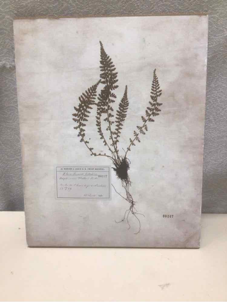 ASSOR WOOD BACKED BOTANICAL PRINT