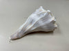 ASSOR SEASHELL