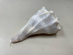 ASSOR SEASHELL
