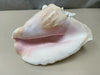 WHITE CONCH SHELL