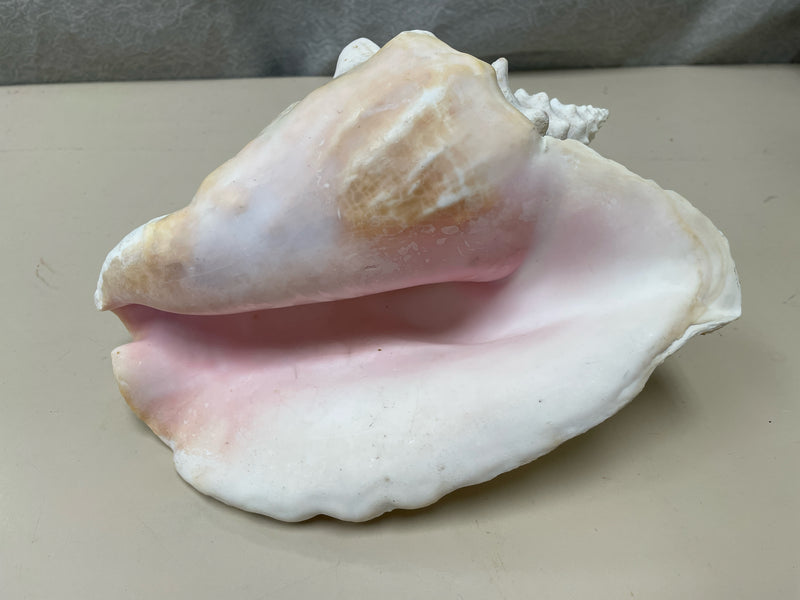 WHITE CONCH SHELL