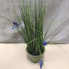 LAVENDER IN TERRACOTTA