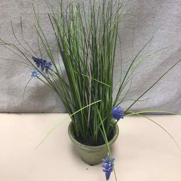 LAVENDER IN TERRACOTTA