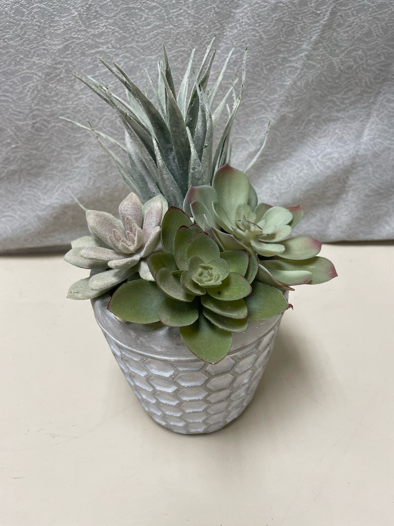 SUCCULENT IN WHITE PLANTER