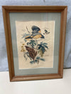 PINE BIRDS PIC