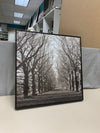 BROWN WHITE TREE WALK WAY FRAMED CANVAS