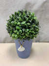 TOPIARY W/BLUE POT