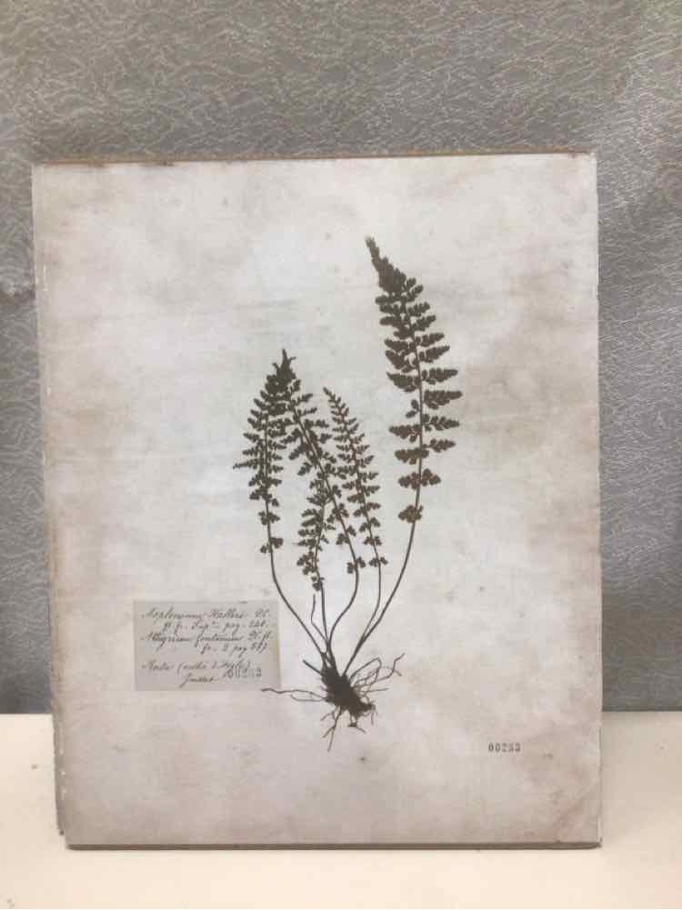 ASSOR WOOD BACKED BOTANICAL PRINT