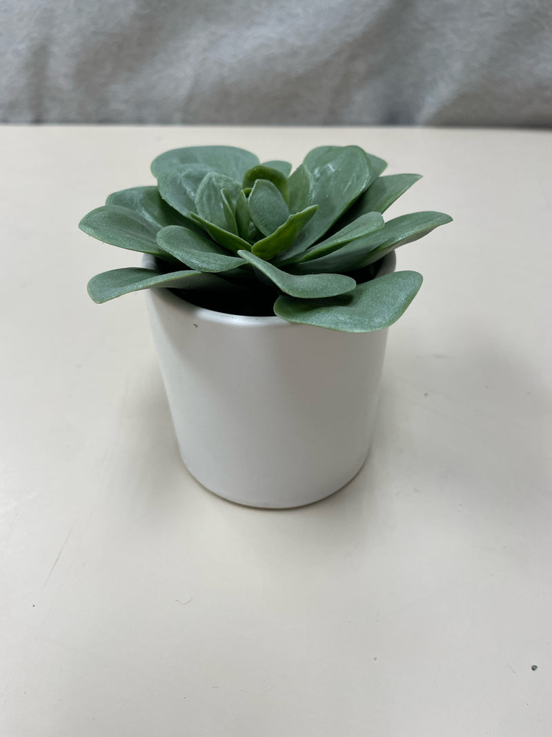 SHORT WHITE VASE SUCCULENT