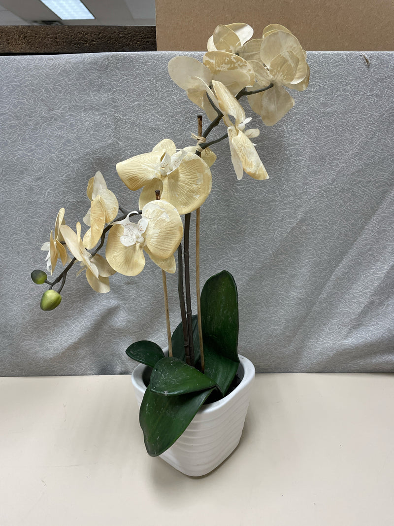 TAN ORCHID IN CREAM VASE