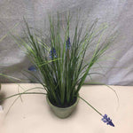 LAVENDER IN TERRACOTTA
