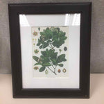 FRAMED HERB DIAGRAM