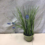 LAVENDER IN TERRACOTTA